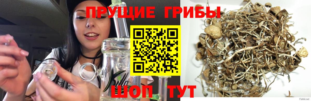 Псилоцибиновые грибы Cubensis Новозыбков